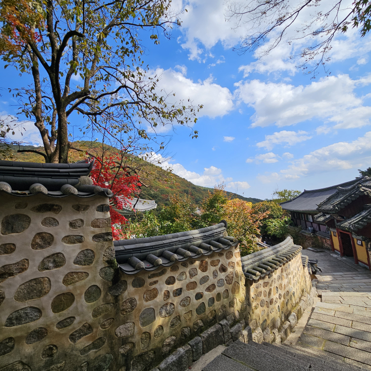 부산갈매기
