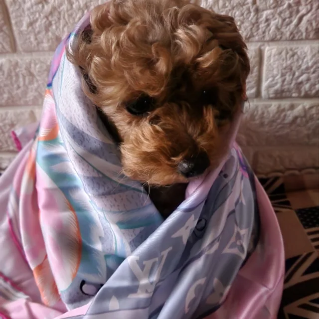 콩이