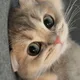아리나