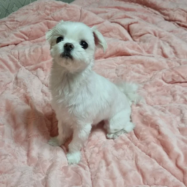 붕어빵