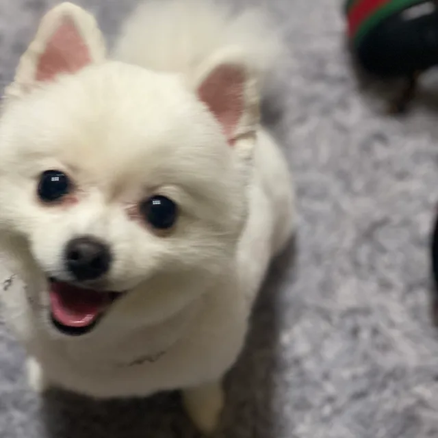 jack