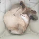 루이카