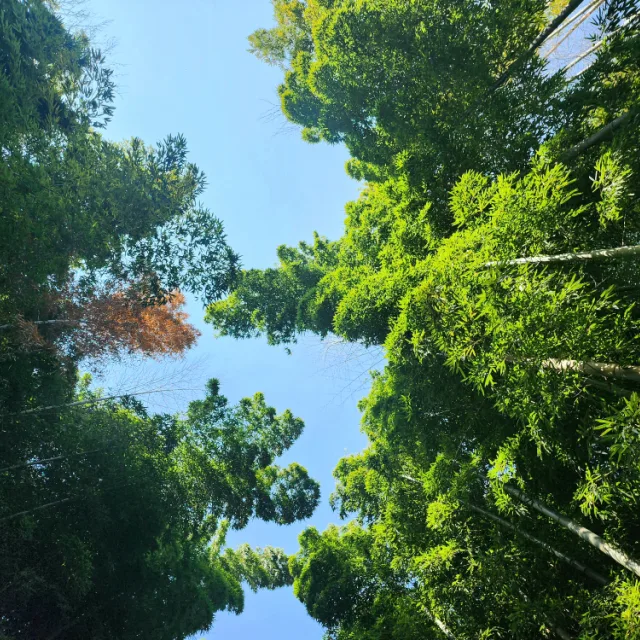듀크