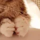 이오