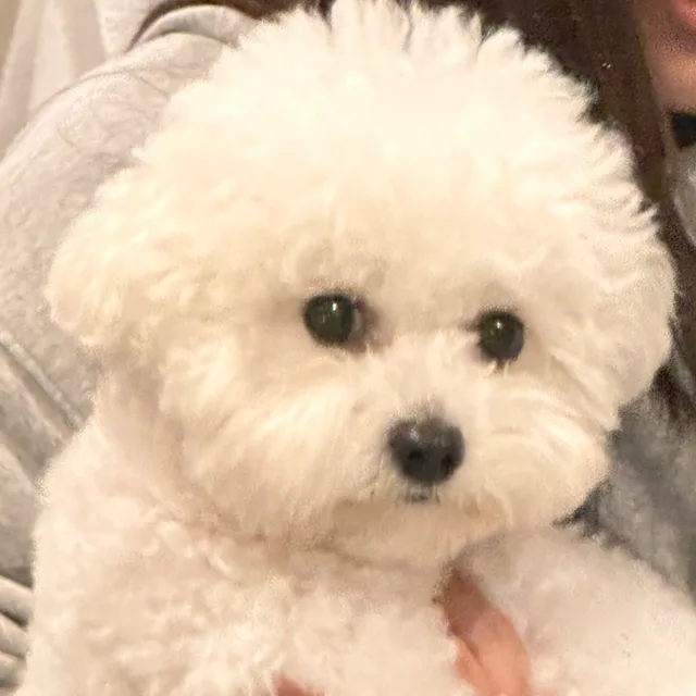 김상츄