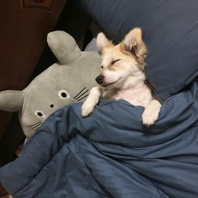 뭉치
