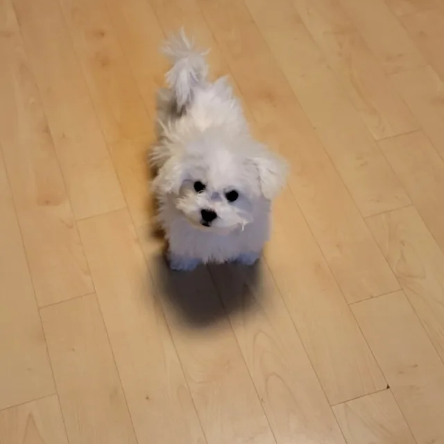 길이아빠