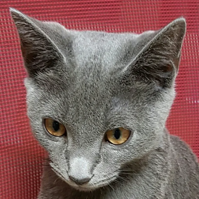 profile