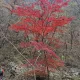 솜사탕