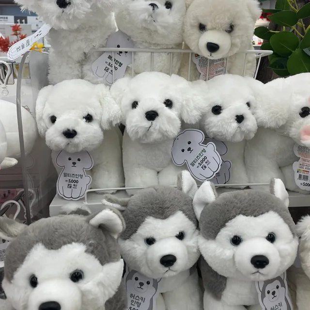 집먼지