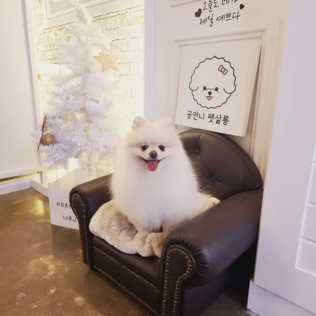 밤토리아빠