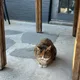 파라솔
