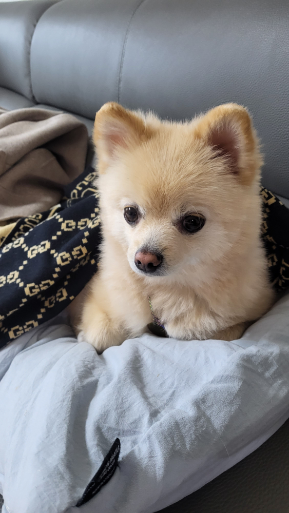 도롱이