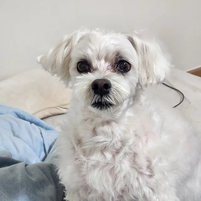 쪼꼬미