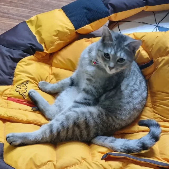 당근이지요