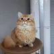 아슬란