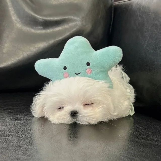 비비
