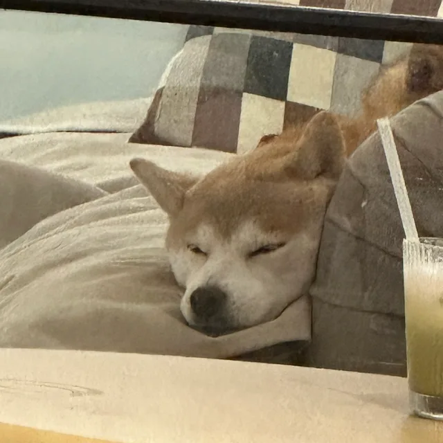바니바니당근당근