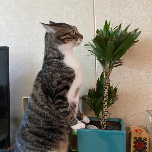 봉이아빠