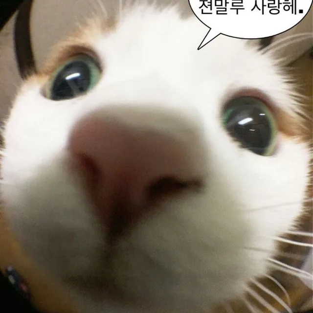 뇨묘뇨묘뇸