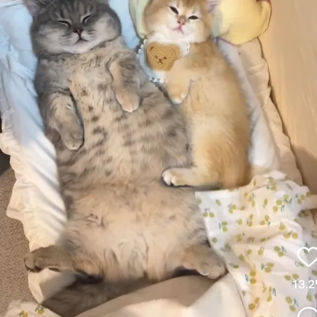 미호