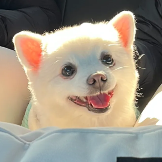 솜이