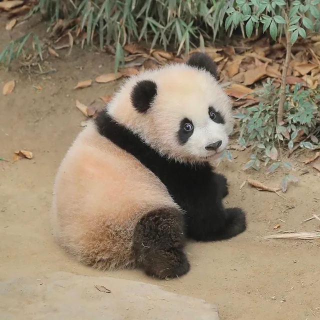 라링