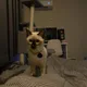 Jin