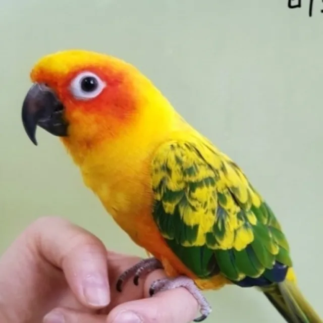 애몽