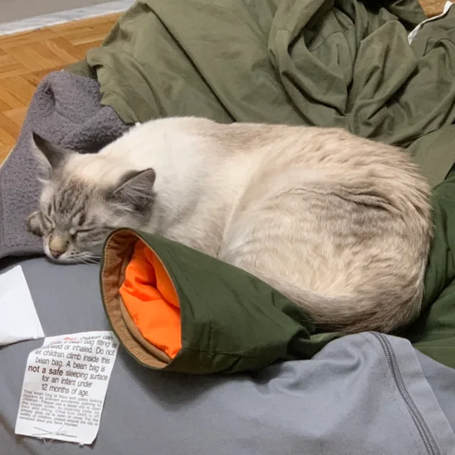 설이