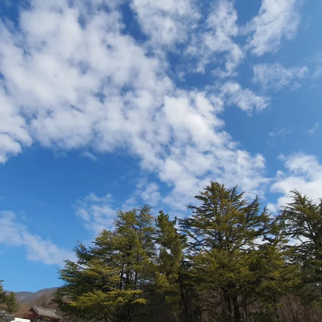 한라봉