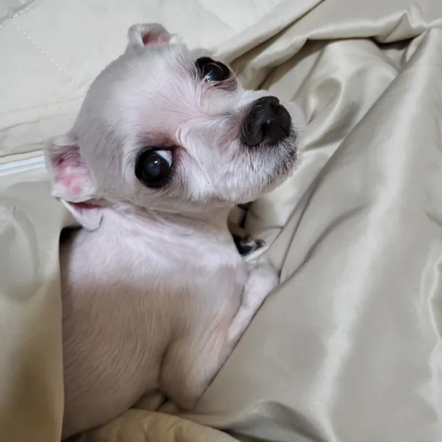 베베
