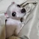 베베