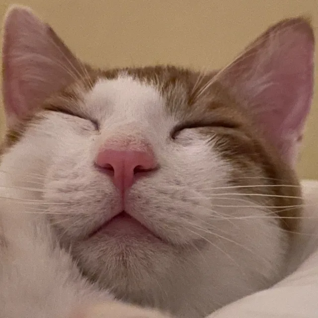 꼬북이냥