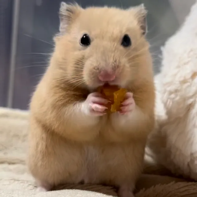 hihi