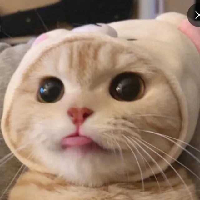 짜요짜요