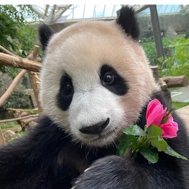 깜찍이