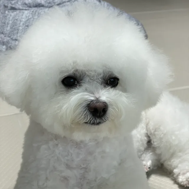 솜이