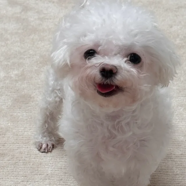 모찌언니