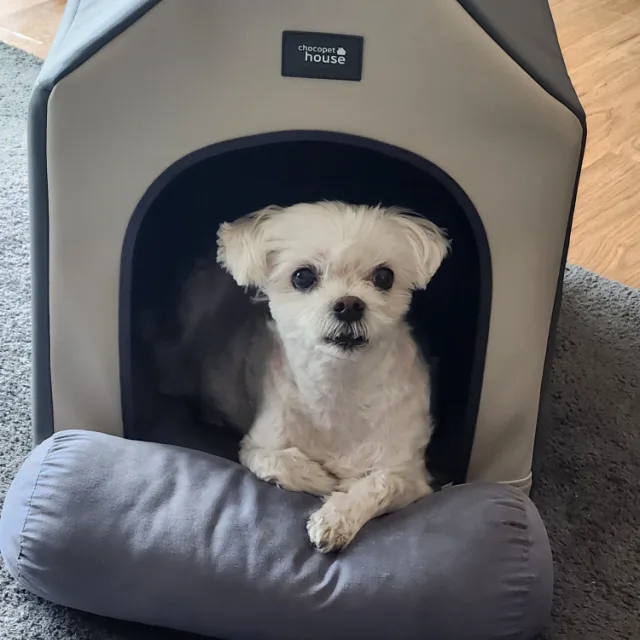 첼라
