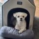 첼라