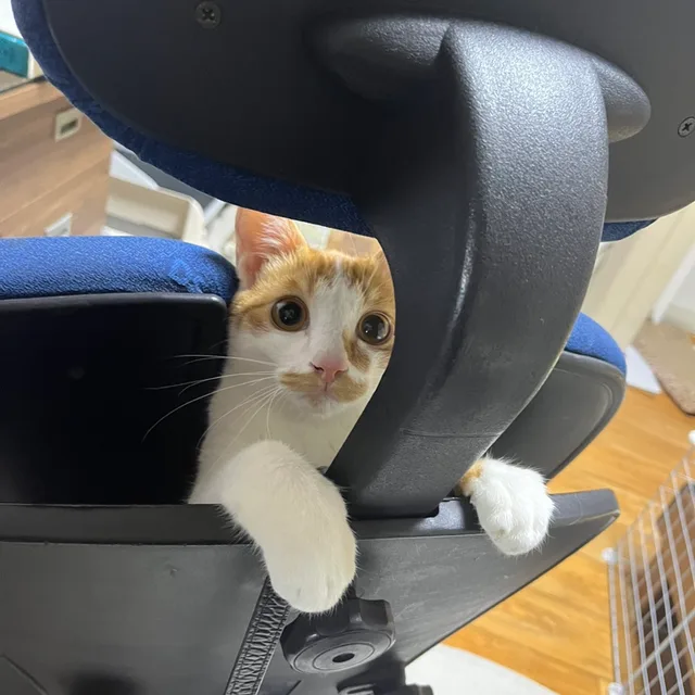 빙봉
