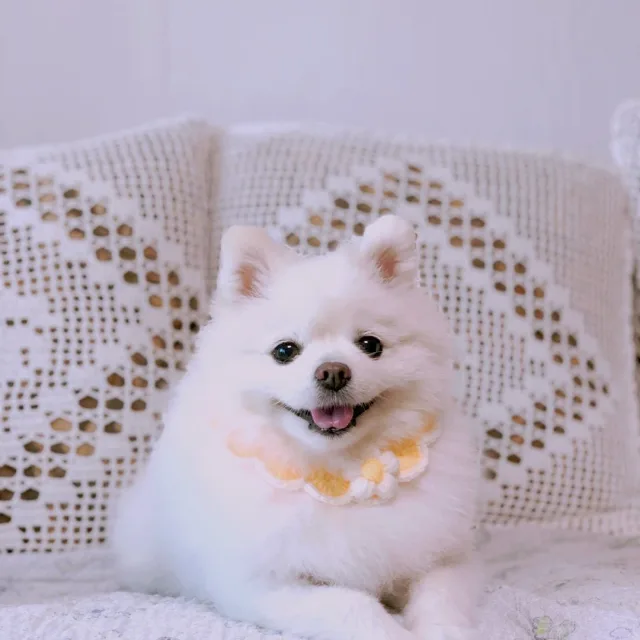 꽃사슴