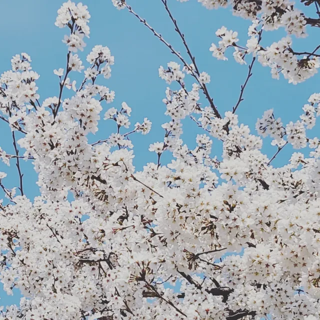 오늘의꽃길