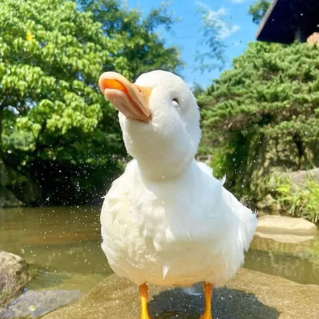 오리궁둥이