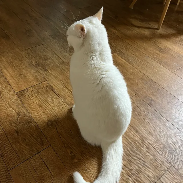 젤로