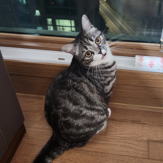 냐옹