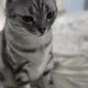 라쑝
