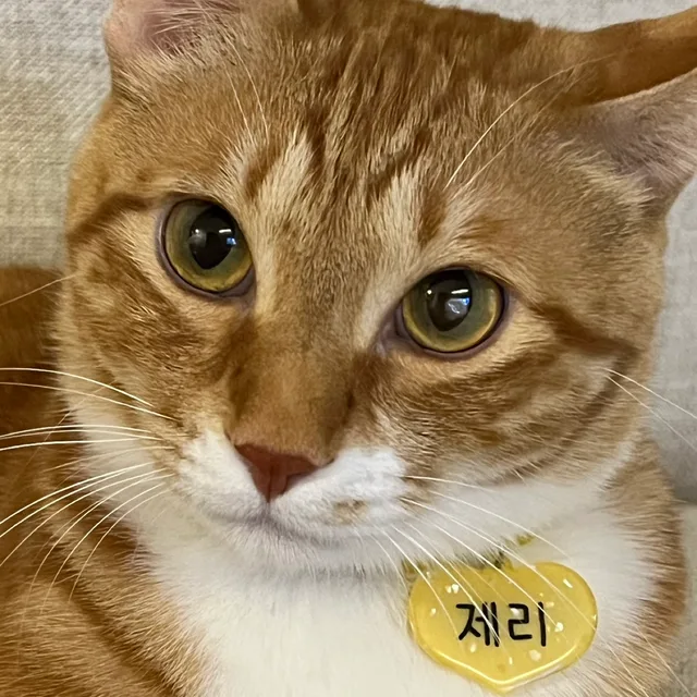 앵구