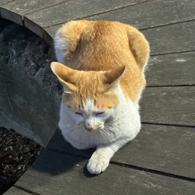 레몽